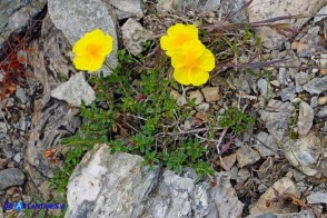 Helianthemum croceum (Eliantemo giallo zafferano)