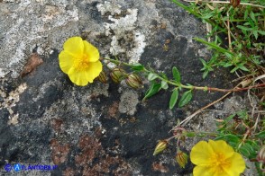 Helianthemum croceum (Eliantemo giallo zafferano)