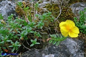 Helianthemum croceum (Eliantemo giallo zafferano)