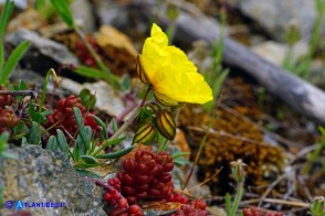 Helianthemum croceum (Eliantemo giallo zafferano)