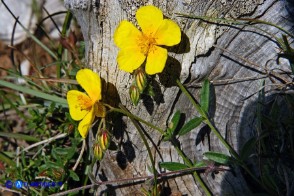 Helianthemum croceum (Eliantemo giallo zafferano)