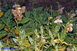Helianthemum croceum (Eliantemo giallo zafferano): le capsule mature