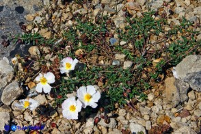 Helianthemum morisianum (Eliantemo di Moris)