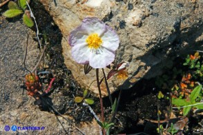 Helianthemum morisianum (Eliantemo di Moris)