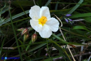 Helianthemum morisianum (Eliantemo di Moris)