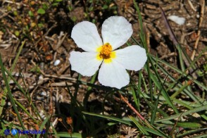 Helianthemum morisianum (Eliantemo di Moris)