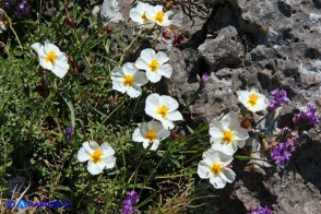 Helianthemum morisianum (Eliantemo di Moris)