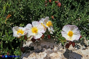 Helianthemum morisianum (Eliantemo di Moris)