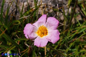 Helianthemum morisianum (Eliantemo di Moris)