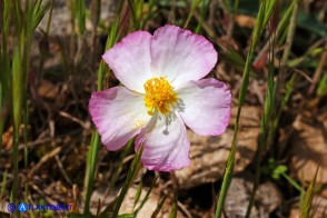 Helianthemum morisianum (Eliantemo di Moris)