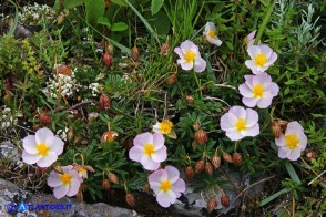 Helianthemum morisianum (Eliantemo di Moris)