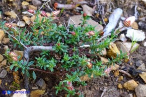 Helianthemum morisianum (Eliantemo di Moris)