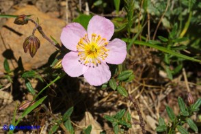 Helianthemum morisianum (Eliantemo di Moris)