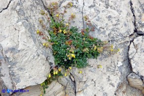 Helianthemum oelandicum subsp. allionii (Eliantemo di Allioni)