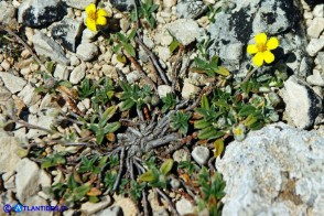Helianthemum oelandicum subsp. allionii (Eliantemo di Allioni)