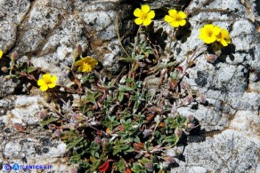 Helianthemum oelandicum subsp. allionii (Eliantemo di Allioni)