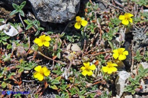 Helianthemum oelandicum subsp. allionii (Eliantemo di Allioni)