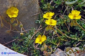 Helianthemum oelandicum subsp. allionii (Eliantemo di Allioni)