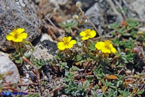 Helianthemum oelandicum subsp. allionii (Eliantemo di Allioni)