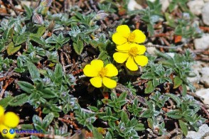 Helianthemum oelandicum subsp. allionii (Eliantemo di Allioni)