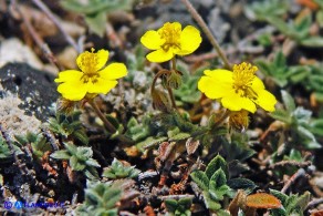 Helianthemum oelandicum subsp. allionii (Eliantemo di Allioni)