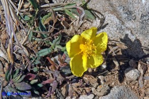 Helianthemum oelandicum subsp. allionii (Eliantemo di Allioni)