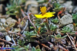 Helianthemum oelandicum subsp. allionii (Eliantemo di Allioni)