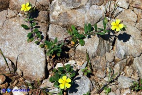 Helianthemum salicifolium (Eliantemo a foglie di salice)