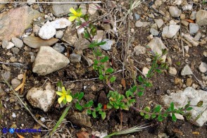 Helianthemum salicifolium (Eliantemo a foglie di salice)