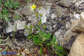 Helianthemum salicifolium (Eliantemo a foglie di salice)