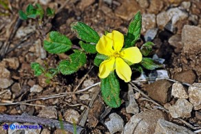 Helianthemum salicifolium (Eliantemo a foglie di salice)