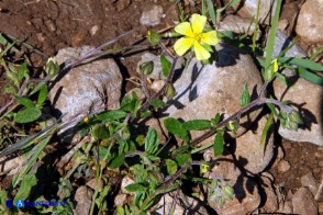 Helianthemum salicifolium (Eliantemo a foglie di salice)