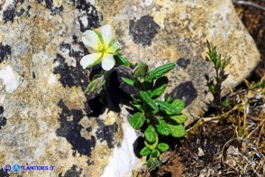 Helianthemum salicifolium (Eliantemo a foglie di salice)