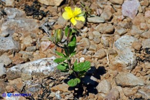 Helianthemum salicifolium (Eliantemo a foglie di salice)