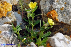 Helianthemum salicifolium (Eliantemo a foglie di salice)