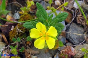 Helianthemum salicifolium (Eliantemo a foglie di salice)