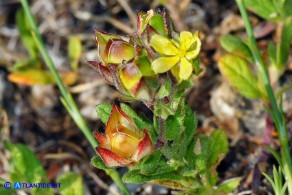 Helianthemum salicifolium (Eliantemo a foglie di salice): le capsule immature