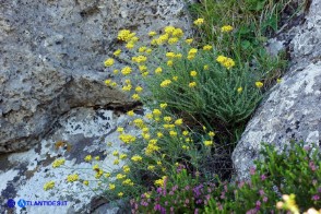 Helichrysum italicum subsp. tyrrhenicum (Helichrysum italicum subsp. microphyllum), Elicriso tirrenico