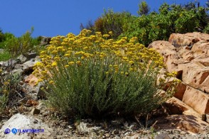 Helichrysum italicum subsp. tyrrhenicum (Helichrysum italicum subsp. microphyllum), Elicriso tirrenico