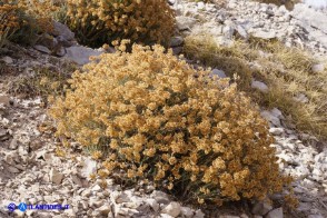 Helichrysum italicum subsp. tyrrhenicum (Helichrysum italicum subsp. microphyllum), Elicriso tirrenico