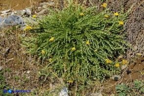Helichrysum italicum subsp. tyrrhenicum (Helichrysum italicum subsp. microphyllum), Elicriso tirrenico