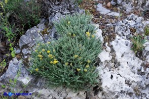 Helichrysum italicum subsp. tyrrhenicum (Helichrysum italicum subsp. microphyllum), Elicriso tirrenico