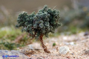 Helichrysum italicum subsp. tyrrhenicum (Helichrysum italicum subsp. microphyllum), Elicriso tirrenico