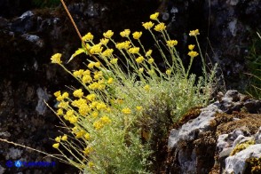 Helichrysum italicum subsp. tyrrhenicum (Helichrysum italicum subsp. microphyllum), Elicriso tirrenico