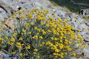 Helichrysum italicum subsp. tyrrhenicum (Helichrysum italicum subsp. microphyllum), Elicriso tirrenico