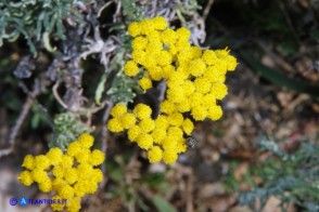 Helichrysum italicum subsp. tyrrhenicum (Helichrysum italicum subsp. microphyllum), Elicriso tirrenico