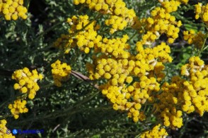 Helichrysum italicum subsp. tyrrhenicum (Helichrysum italicum subsp. microphyllum), Elicriso tirrenico