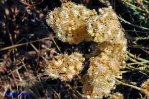 Helichrysum italicum subsp. tyrrhenicum (Helichrysum italicum subsp. microphyllum), Elicriso tirrenico