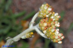Helichrysum luteoalbum (Gnaphalium luteo-album,  Laphangium luteoalbum),  Canapicchia pagliata