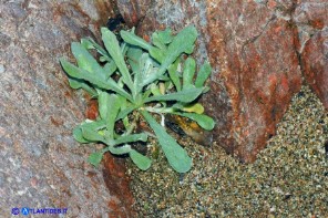 Helichrysum luteoalbum (Gnaphalium luteo-album,  Laphangium luteoalbum),  Canapicchia pagliata